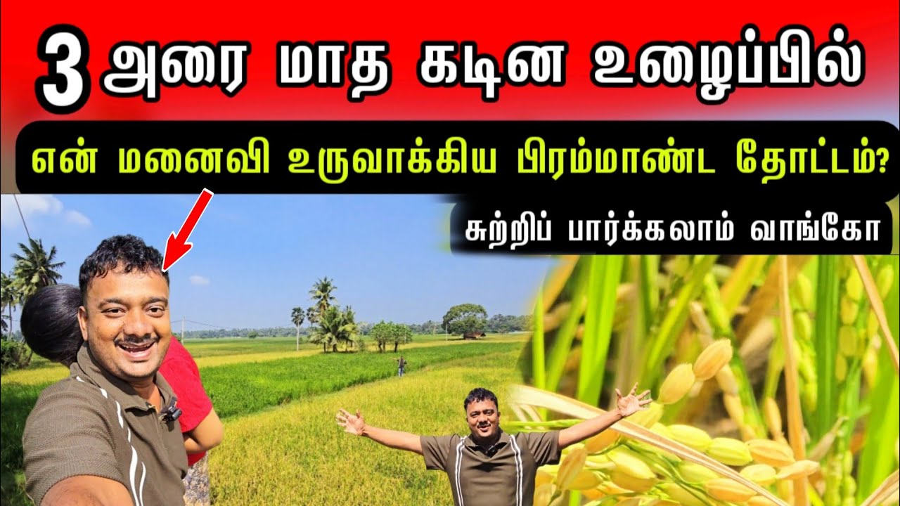 மனைவியுடன் நான் பார்த்த எங்களின் பிரம்மாண்ட தோட்டம்? 3 அரை மாத பயிர்- சுற்றிப் பார்க்கலாம் வாங்கோ