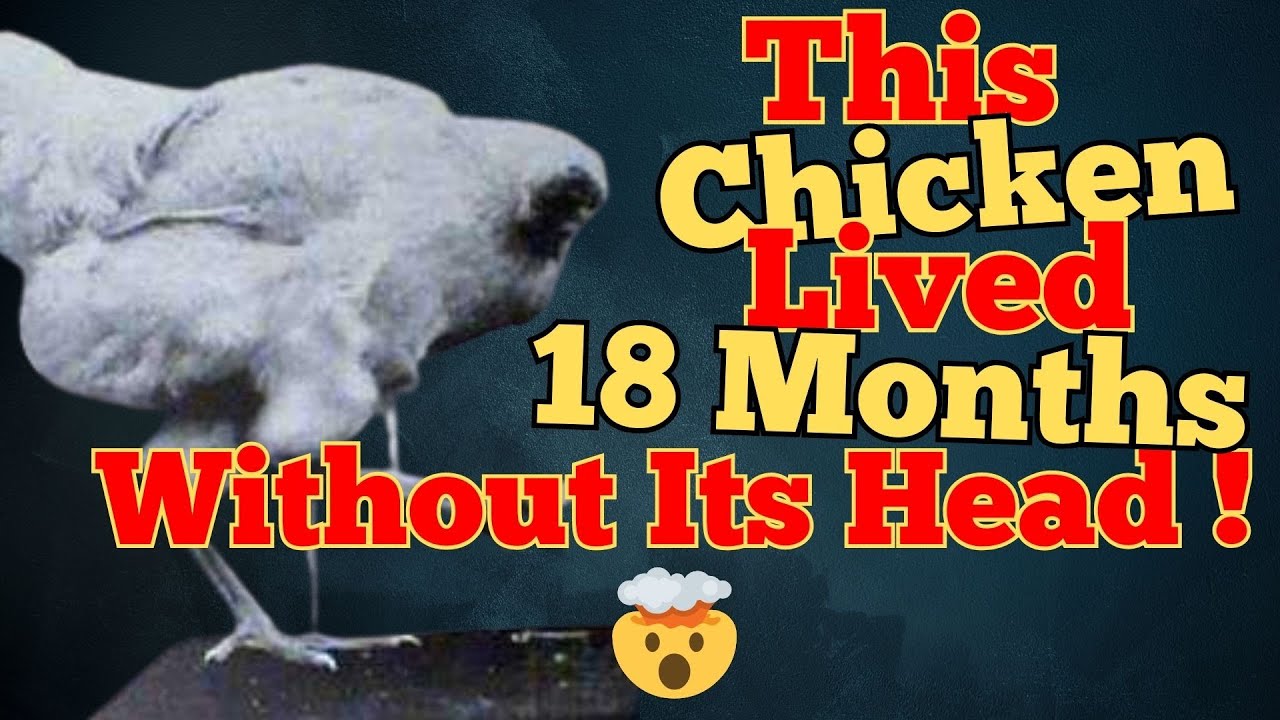 How Science Explains Mike the Headless Chicken&rsquo;s Survival