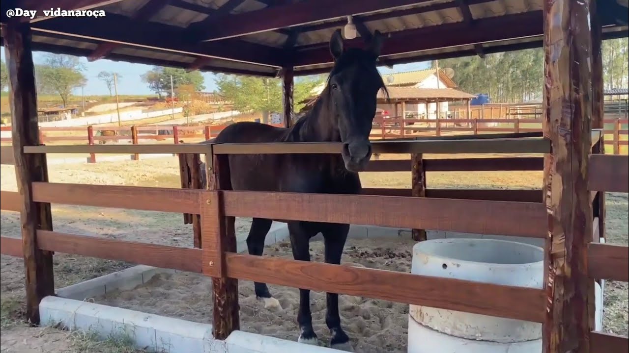 BAIAS DOS CAVALOS!