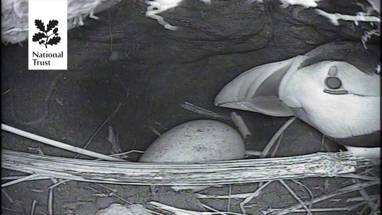 The first ever National Trust Puffin Cam!