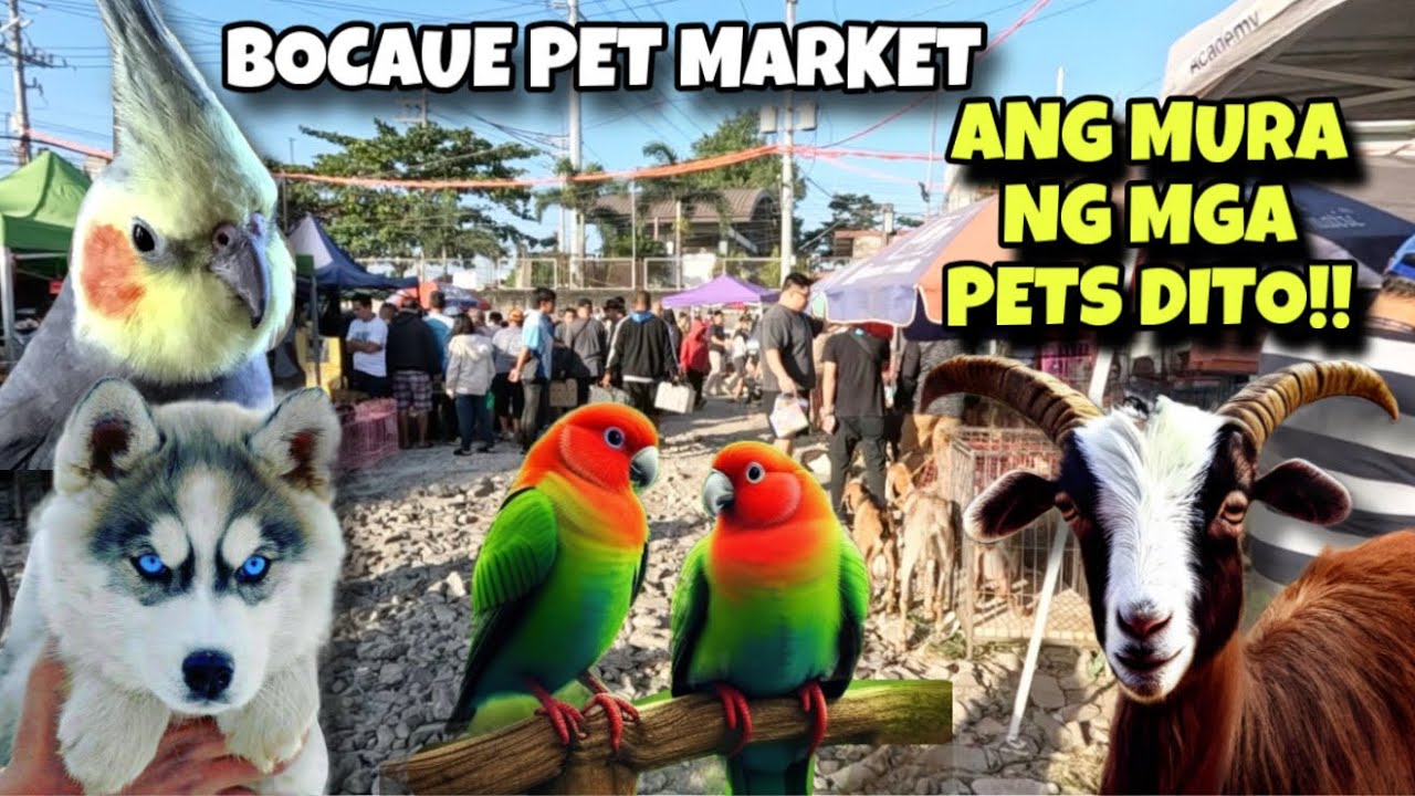 “MURANG BILIHAN” NG MGA IBA’T IBANG KLASE NG PETS NA PWEDE ALAGAAN !😱😱😱