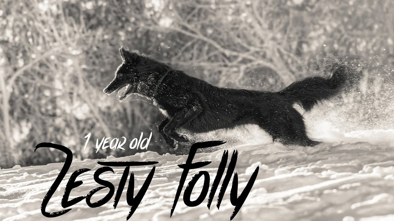 Zesty Folly .:. Belgian Sheepdog [1YO]