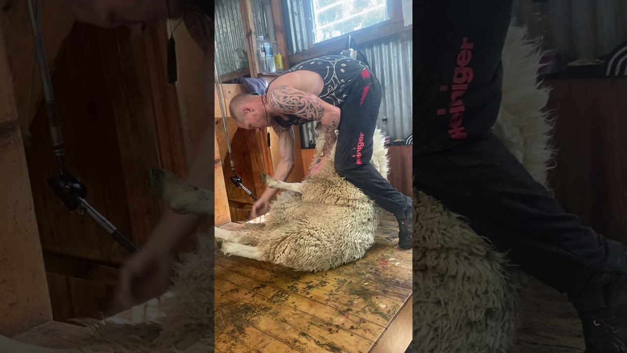 New Zealand Sheep Shearing