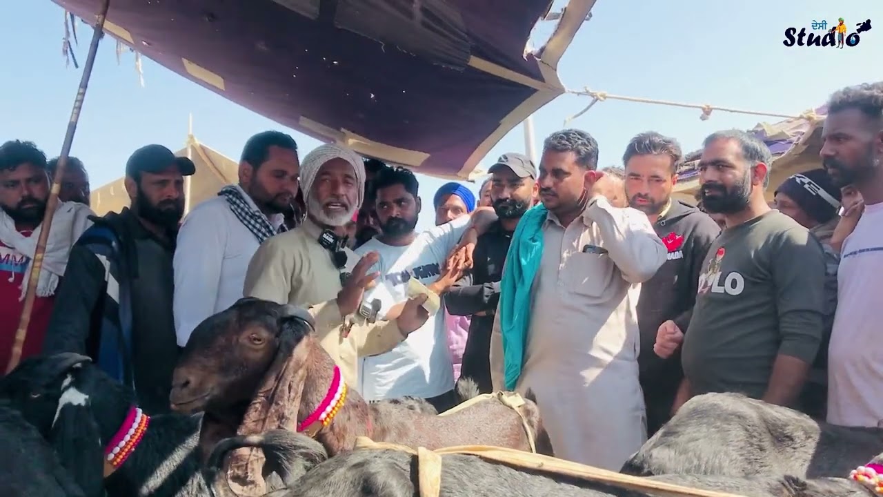 Tungwali mandi bakri sauda Raju dirbha ਤੁੰਗਵਾਲੀ ਮੰਡੀ ਬੱਕਰੀ ਦਾ ਸੌਦਾ ਰਾਜੂ ਦਿੜਬ੍ਹਾਂ