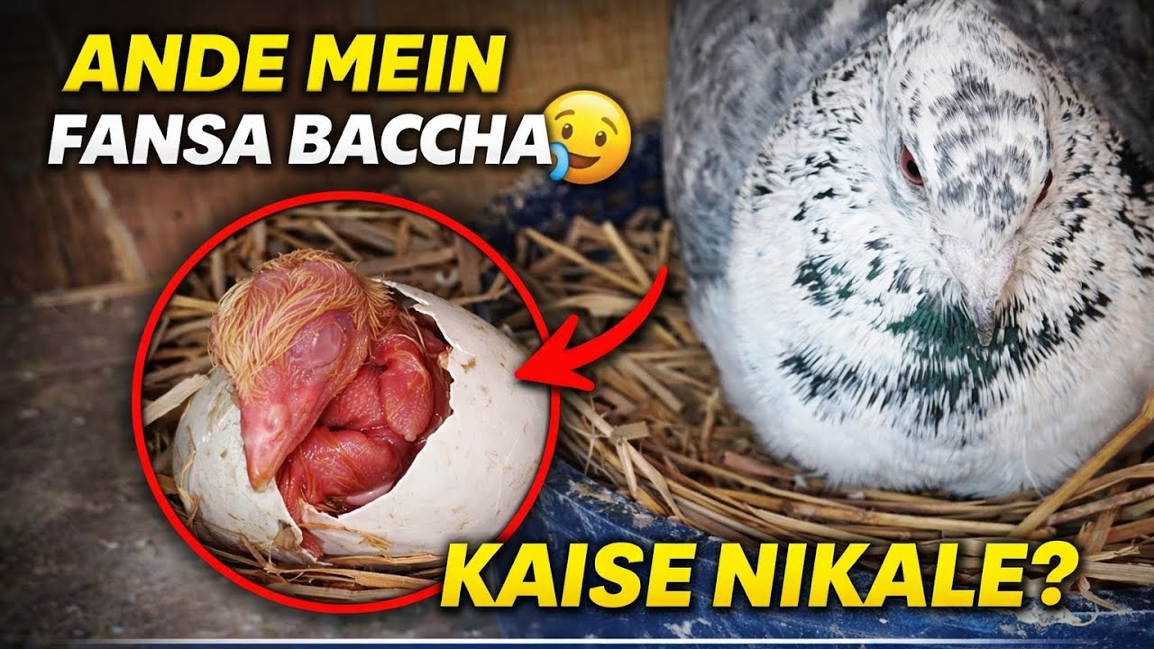 अंडे में फंसा हुआ बच्चा कैसे निकाले  @ankitkabutarwala 