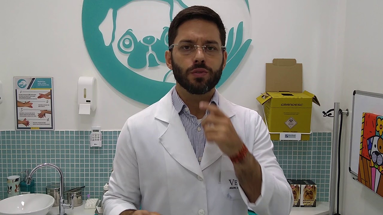 Estresse térmico em cães! O que fazer nesse calor? !!! [VetPrev]