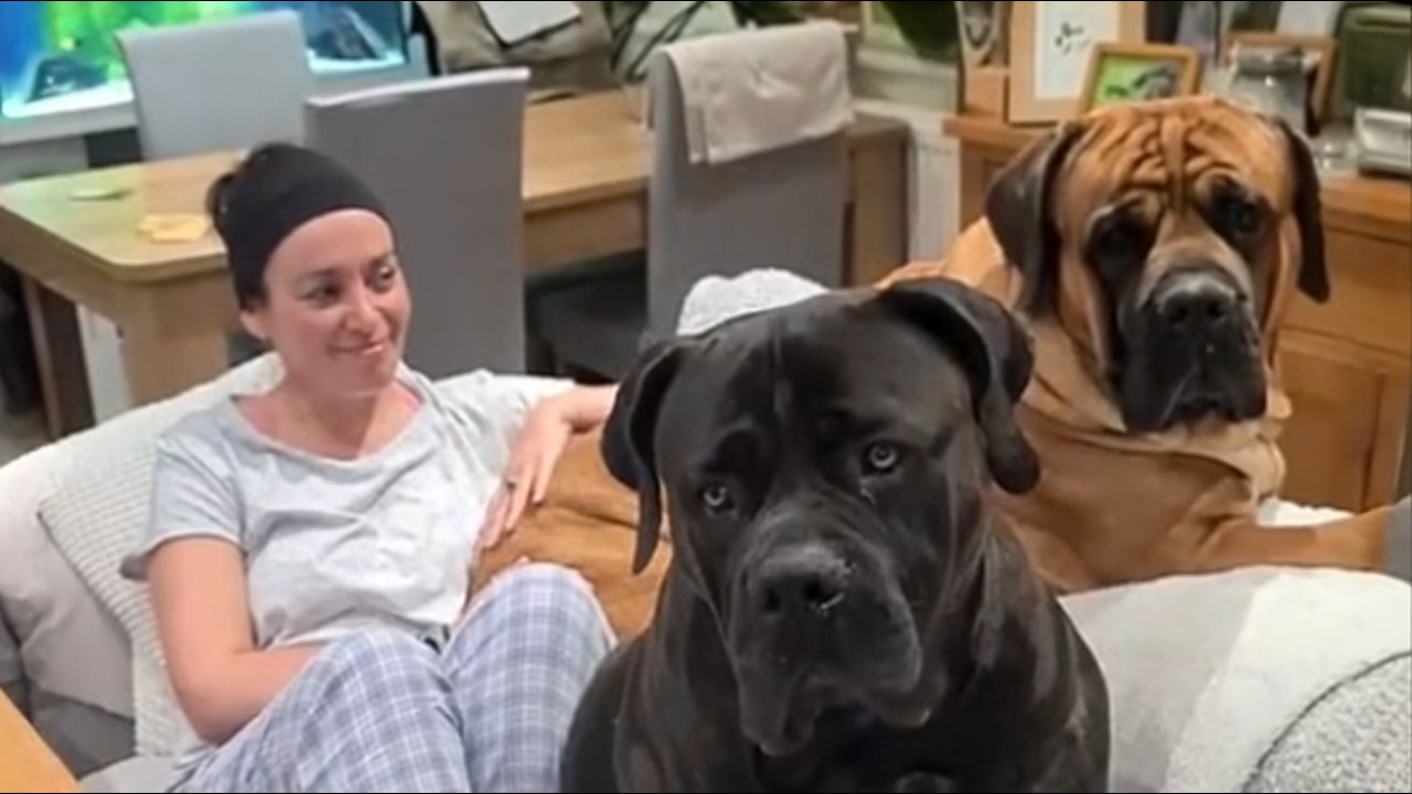 Two 200lb Boerboels Took Over the Couch—Then They Took Over Her Entire Life