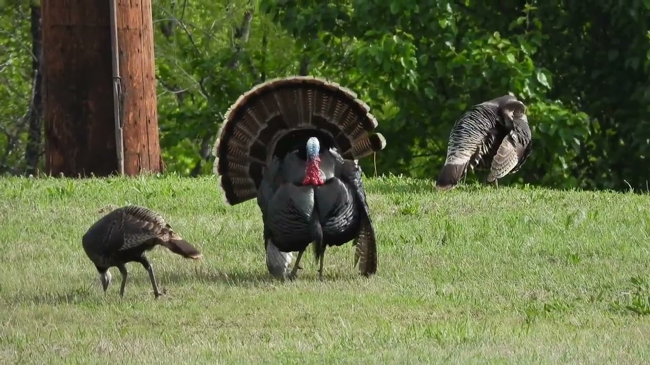 Male wild turkey showing off