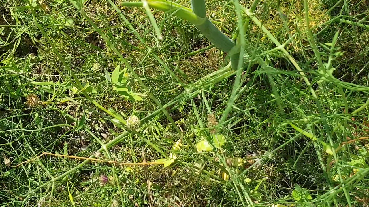 le Fenouil Sauvage : un go&ucirc;t tr&egrave;s prononc&eacute; dans votre plat 🍽🙋&zwj;♂️