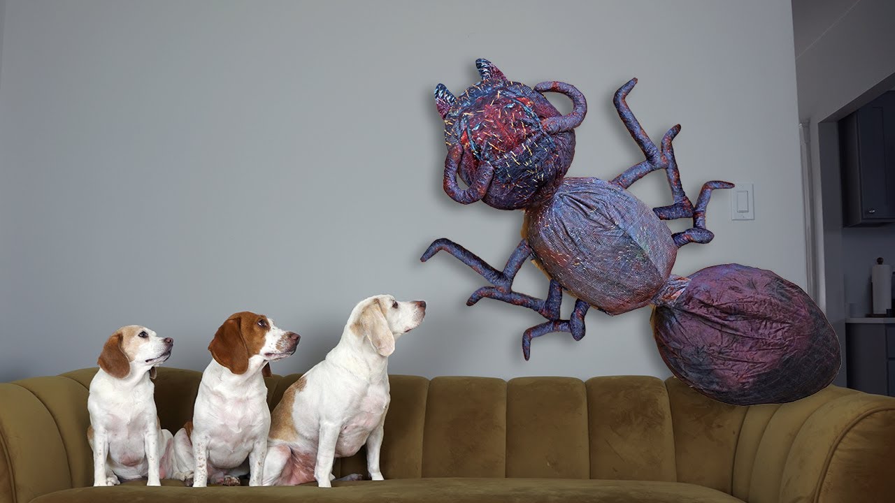 Dogs vs Giant Ant Prank: Funny Dogs Maymo, Penny & Potpie Battle Giant Insects