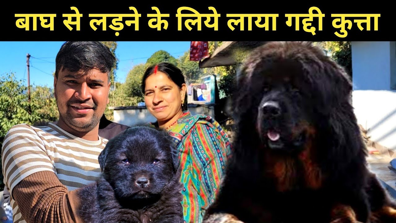 बाघ से लड़ने के लिये लाया गद्दी कुत्ता || Pahadi lifestyle vlog 