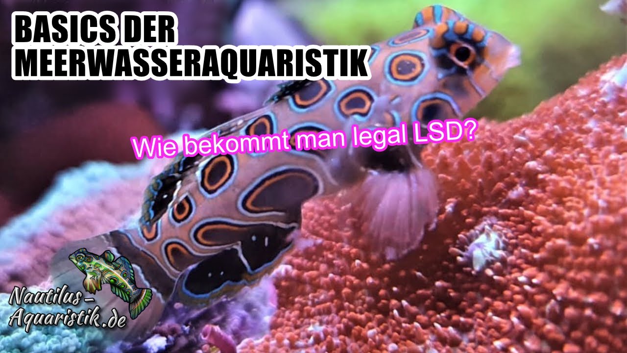 Wie bekommt man legal LSD?