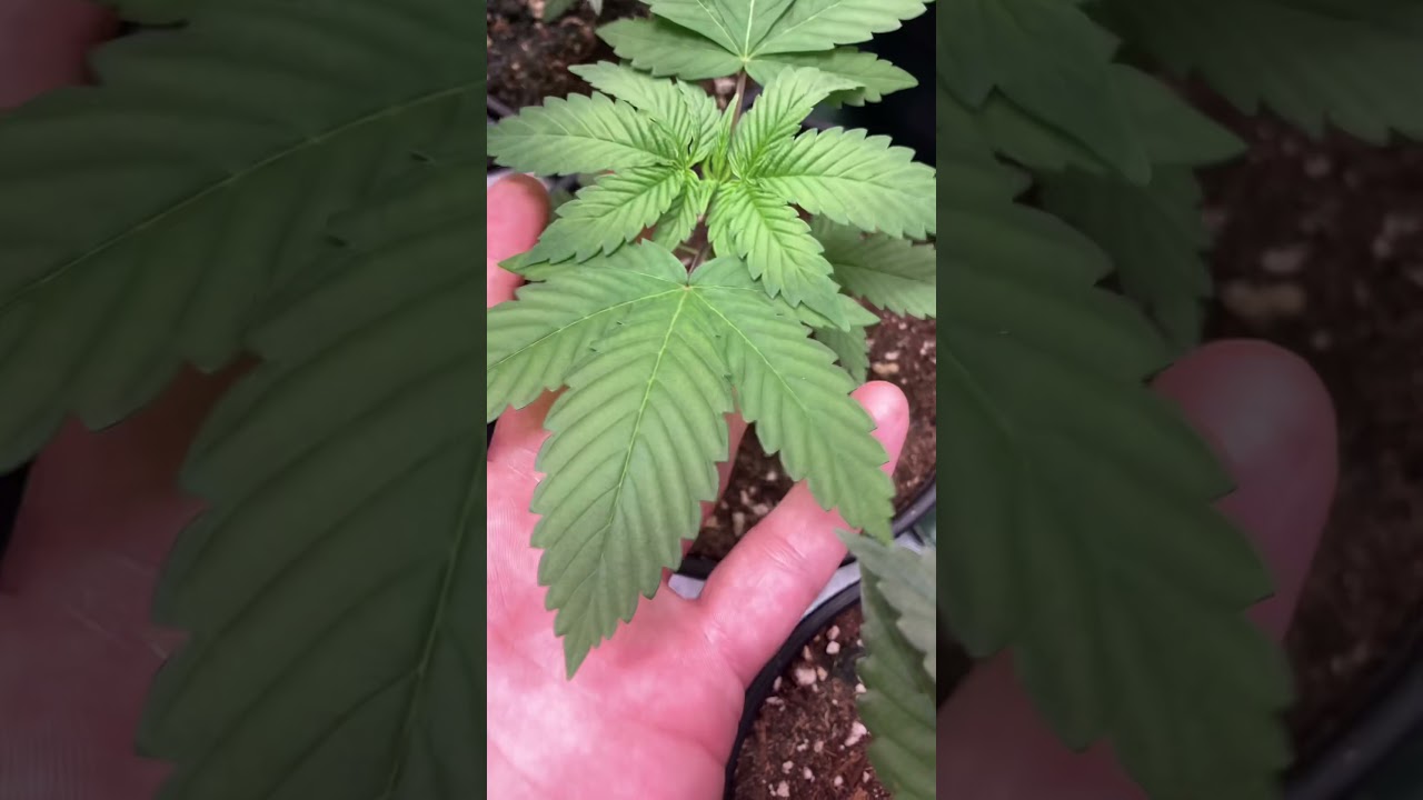 Archive Seed Bank &ndash; Candied Grapes(Grape Pie x MoonBow (Zkittles x Dosidos))