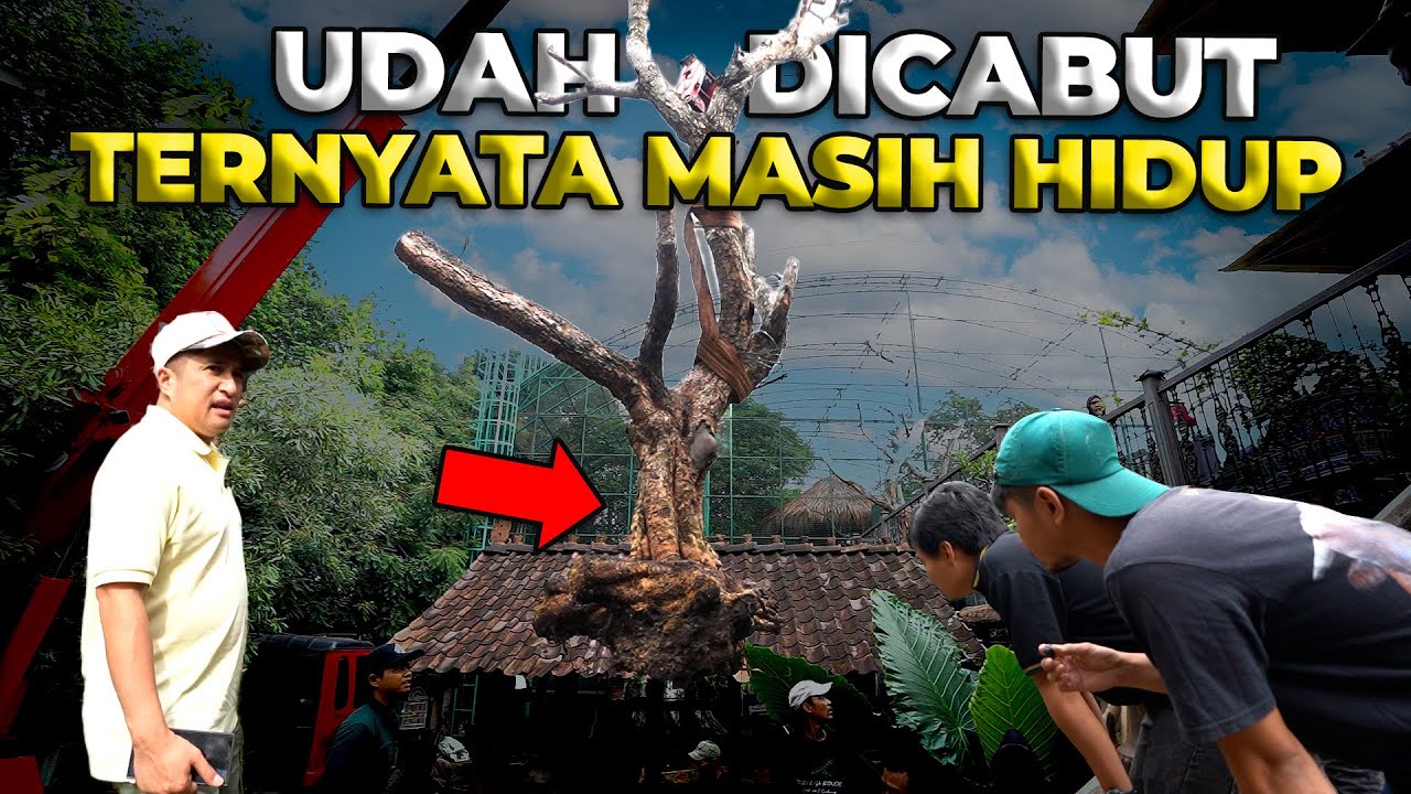 SETELAH DIPINDAH TERNYATA MASIH ADA HARAPAN DI POHON JAMBLANG..!