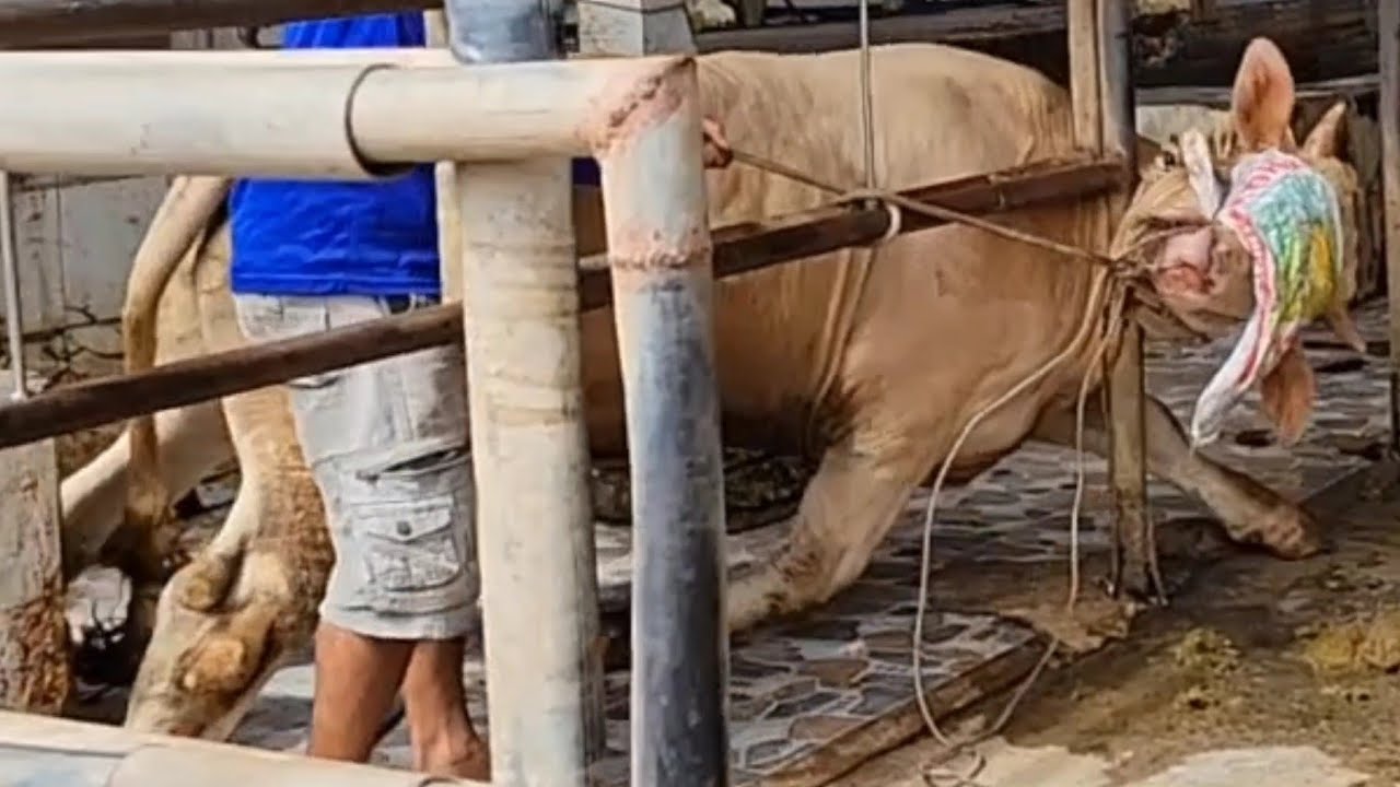 02 bé bò Hung Dữ về chuồng QUẬY...ĐT:0898087793.