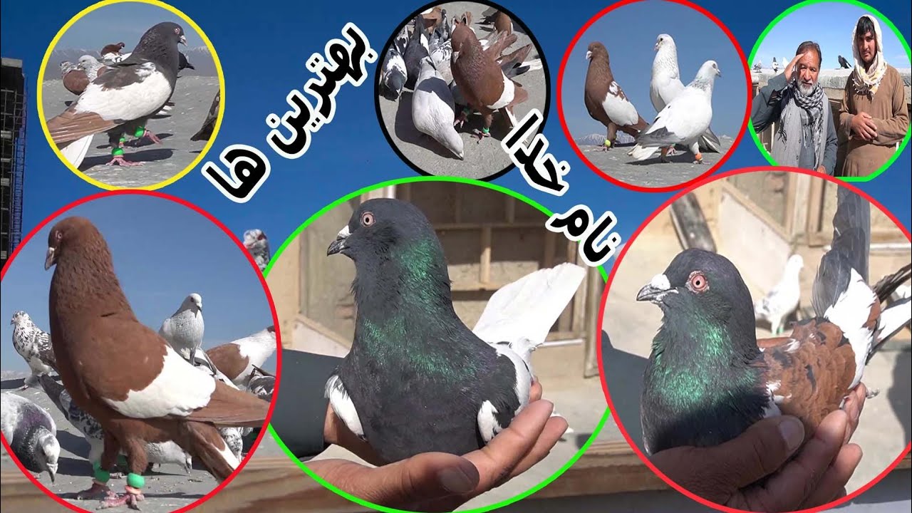 کفتر بازی طوفان جان کلکانی در شمال کابل