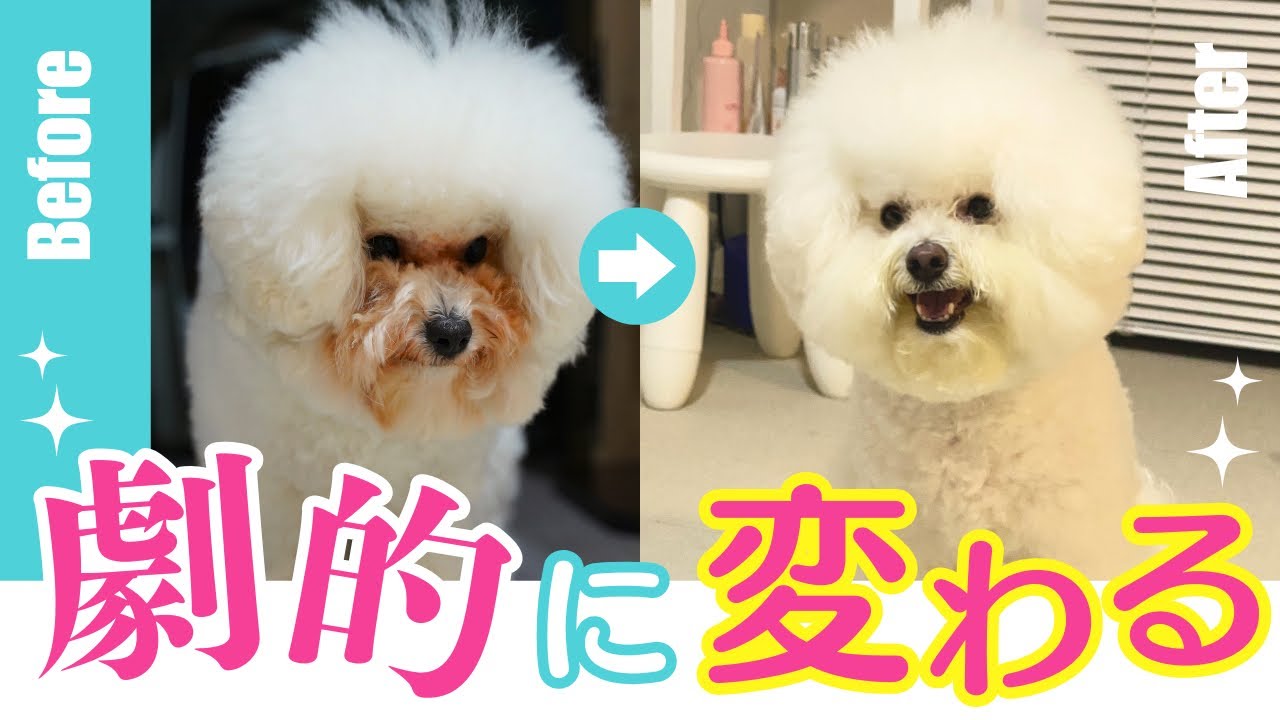 涙やけで悩む飼い主さんへ。私がたどり着いた“原因と対策”【ビションフリーゼ】