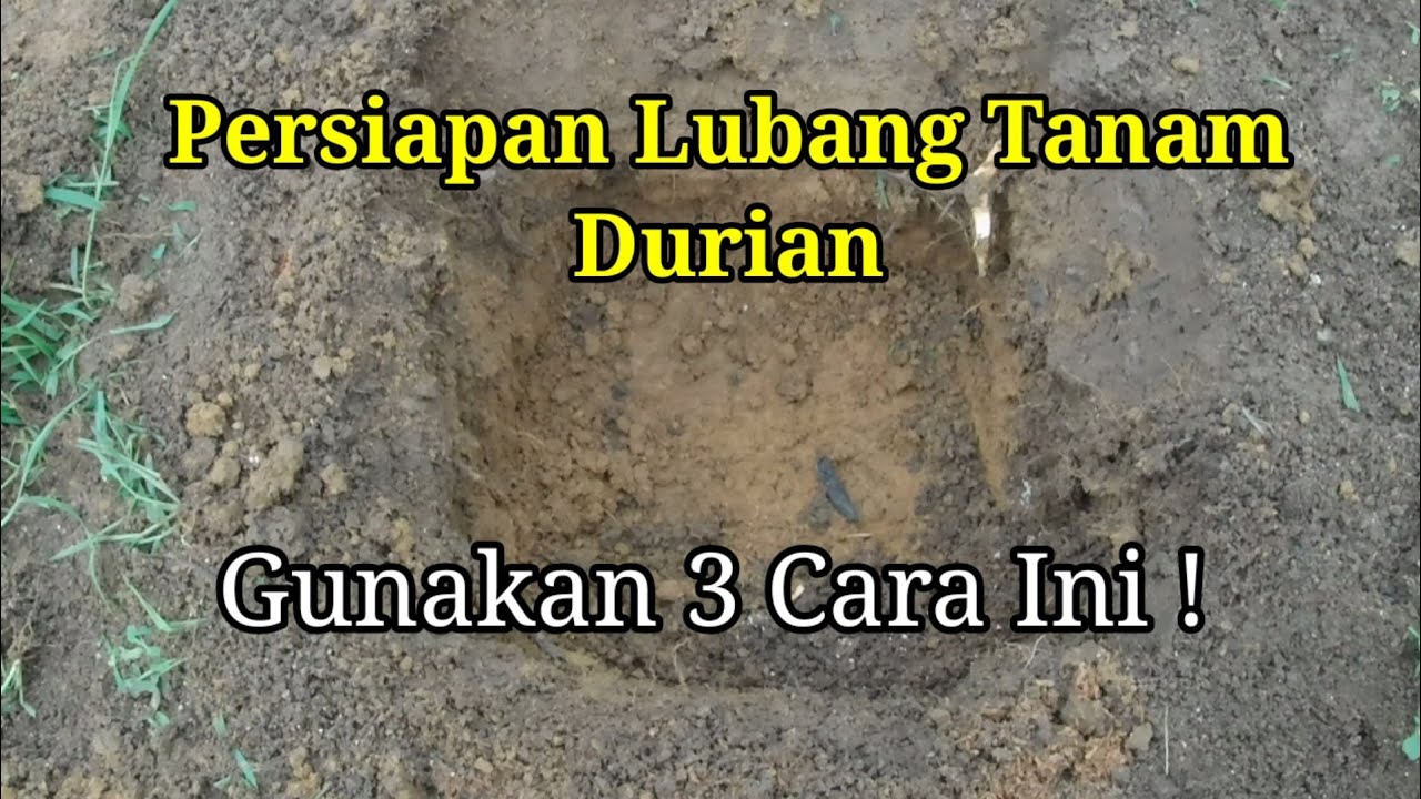 Persiapan Lubang Tanam Durian, Gunakan 3 Cara ini / Durian Planting Hole