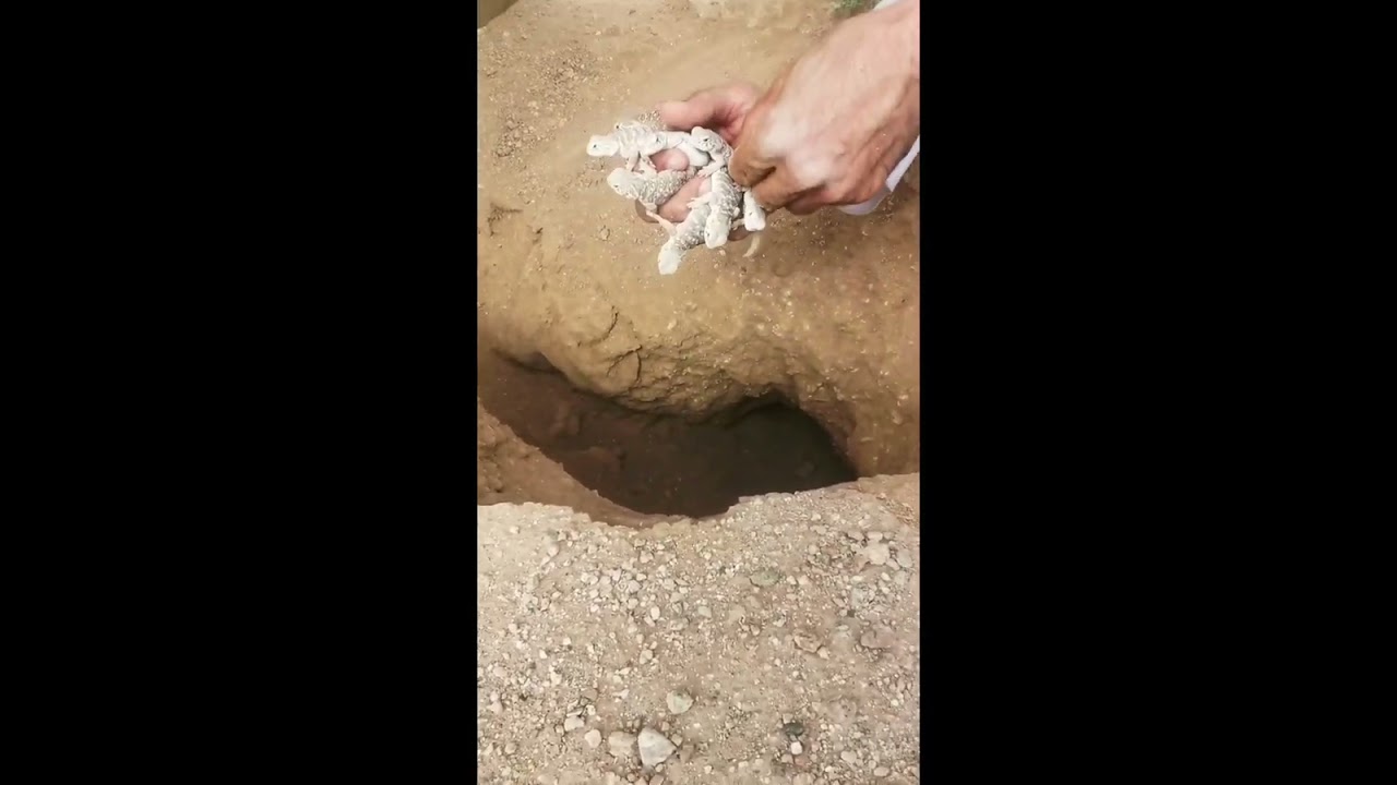 طلعت 20 ضب من جحر واحد😲