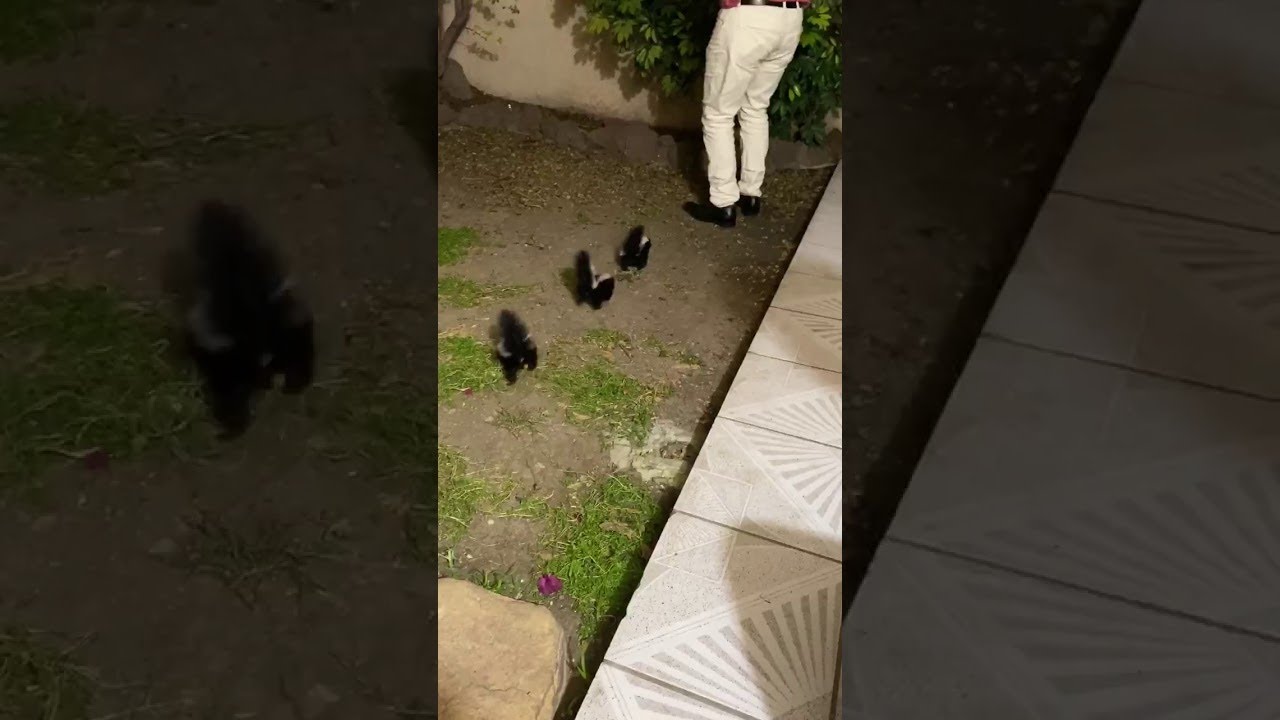 Baby Skunks Mistake Man for Mama || ViralHog