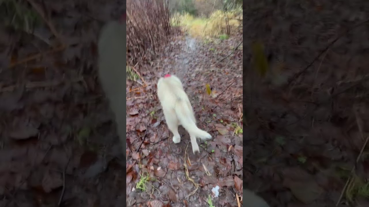 Luna The Blind Husky Tracking  A Squirrel