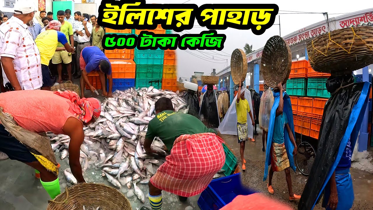 সুন্দরবন নগেন্দ্র বাজারে ৫০০ টাকা কেজি ইলিশের পাহাড় জমে গেছে। Sundarban fish market | Hilsa fish