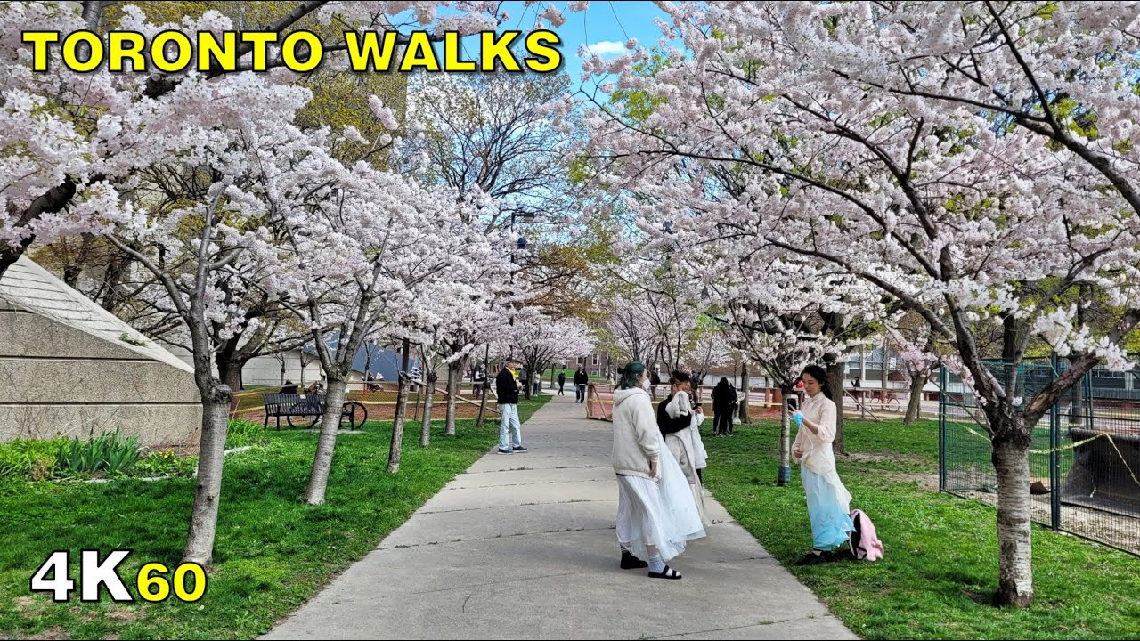 Toronto Cherry Blossoms & Annex Neighbourhood Walk (April 19, 2021)