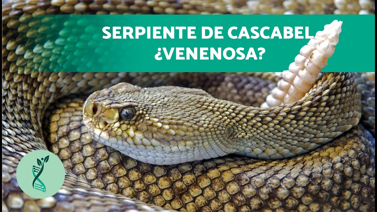 &iquest;Qu&eacute; HACER si me MUERDE una SERPIENTE de CASCABEL? 🐍 (H&aacute;bitat, Alimentaci&oacute;n y Comportamiento)