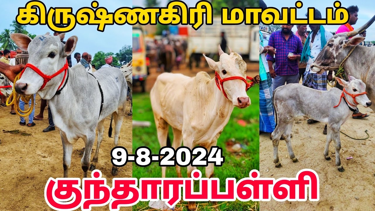 9-8-2024 kundarapalli Friday market Krishnagiri district Biggest cow market in tamilnadu