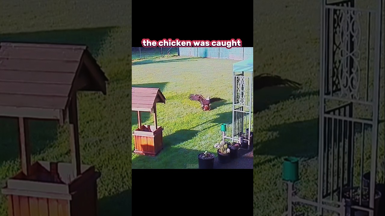 The Day a Chicken Outsmarted an Eagle 😱 #trending #eagle #chicken #animals #wildlife #youtubeshorts