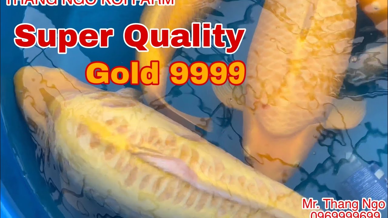 Super quality Karashigoi, Doitsu Karashigoi, Ginrin Karashigoi. #Koi #koipond  #koipondbuild