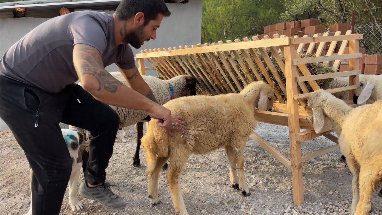 KANGAL KUZULARINA ÖZEL YEM ALDIK VE YENİ YEMLİKTEN YİYORLAR🙂