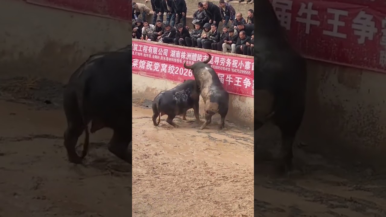 Thrilling Bullfighting in Rural China | Discover Herding Cattle Lifestyle