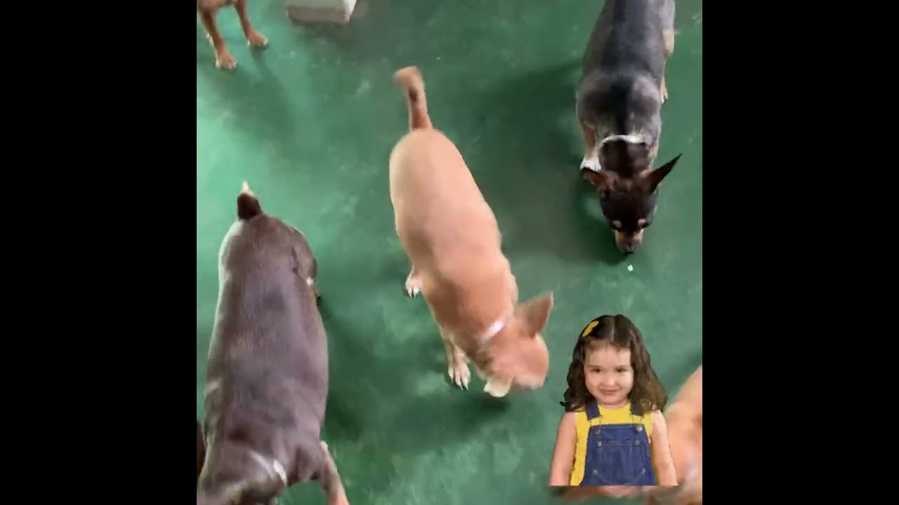 #TURMA DA PITUXA+MARIPOSA-BRUXA#