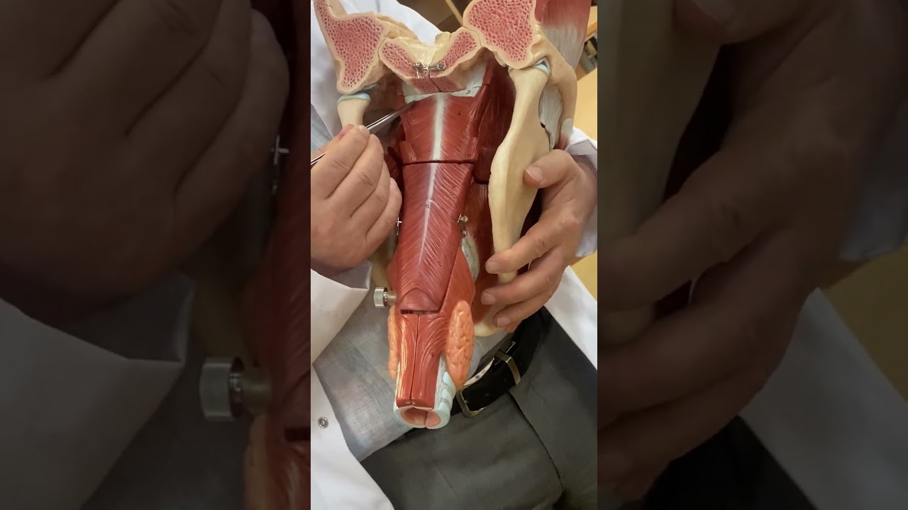 LAB: Pharynx Kasları YAYDAR