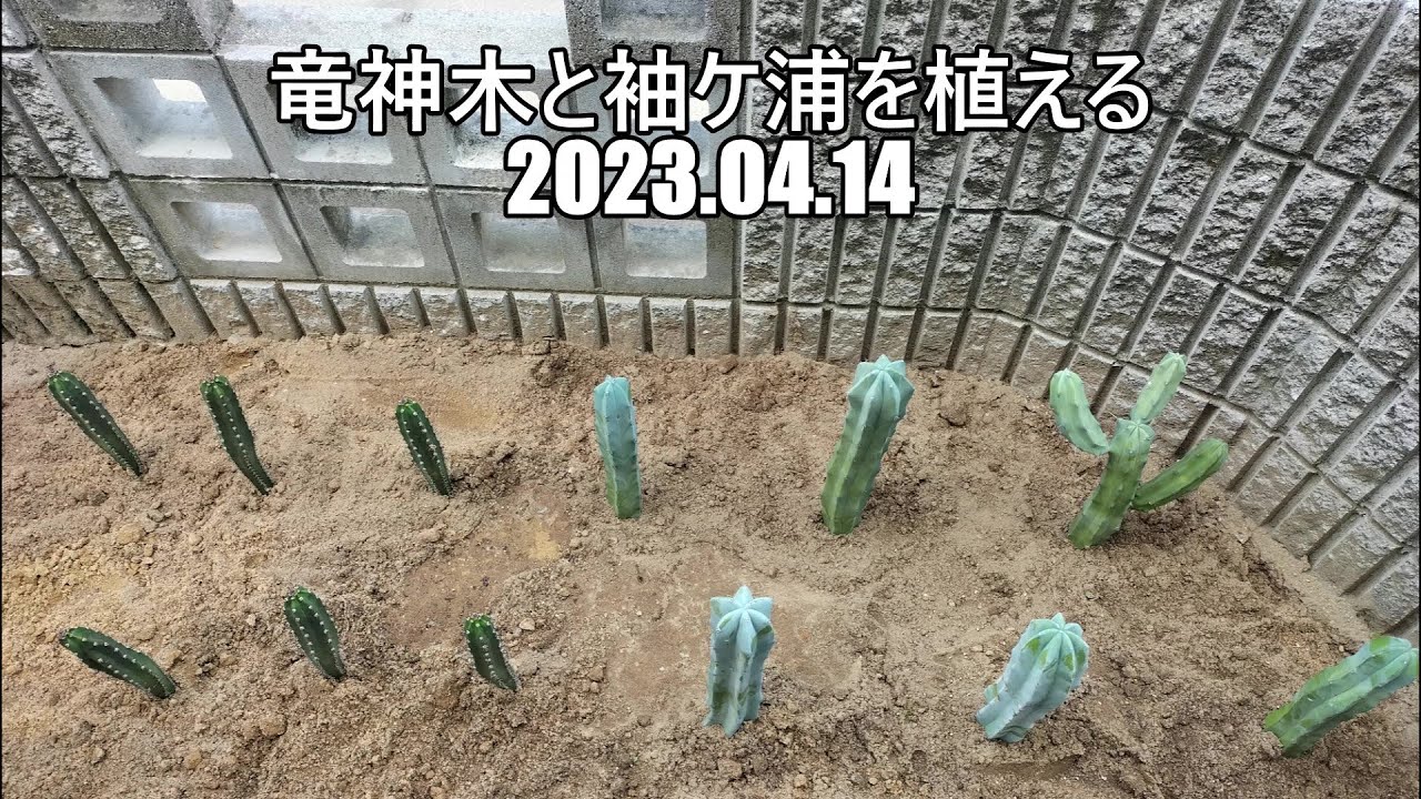 竜神木と袖ケ浦を植える　2023 04 14