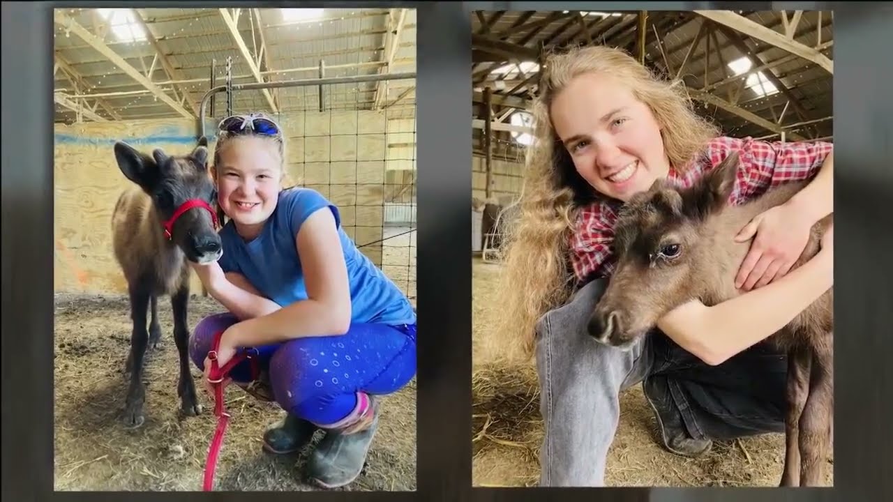 Moberly reindeer farm brings Christmas to mid-Missouri