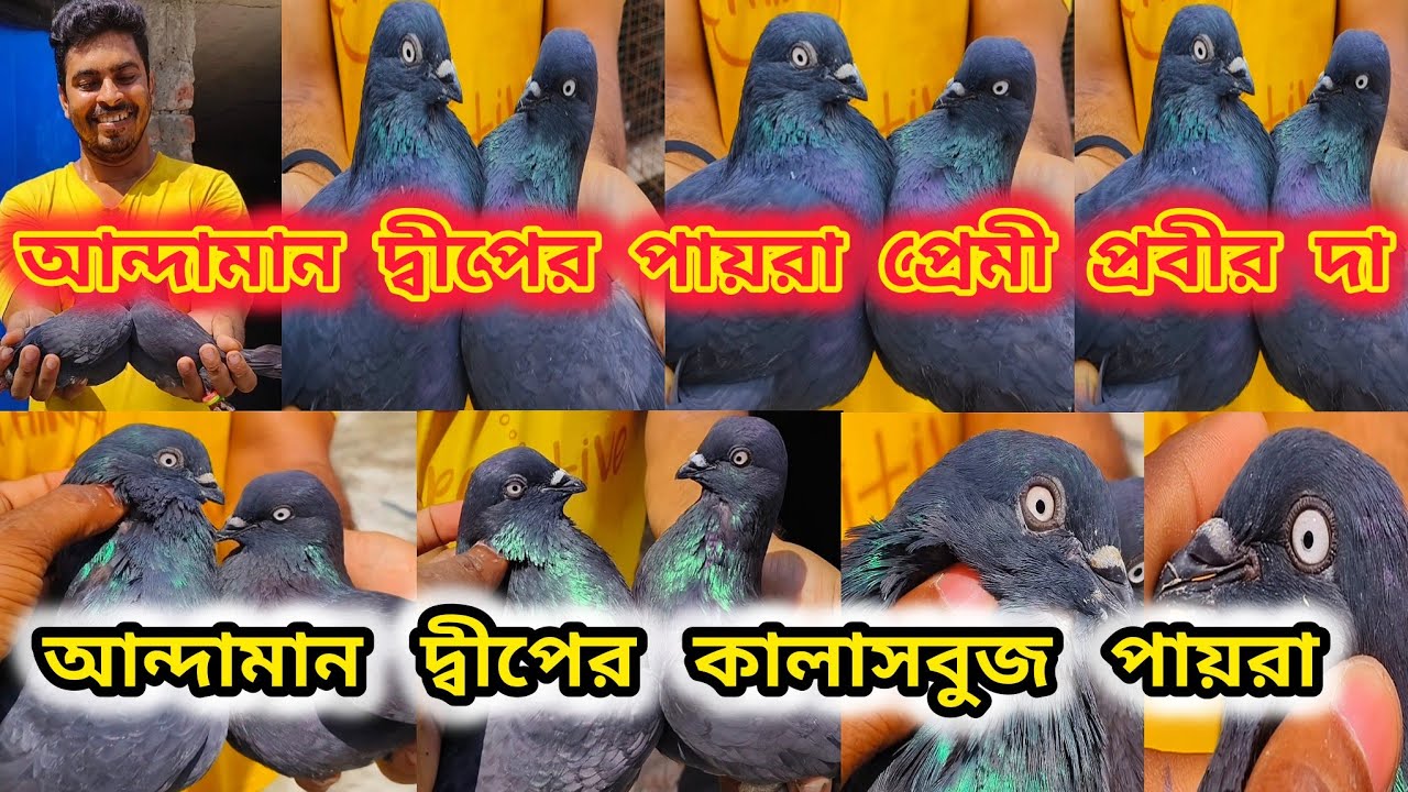 আন্দামান থেকে আগত প্রবীর দার পায়রা।আন্দামানের পায়রা প্রেমী দাদা এখন হাবড়া তে।@pigeonsloverrj9600