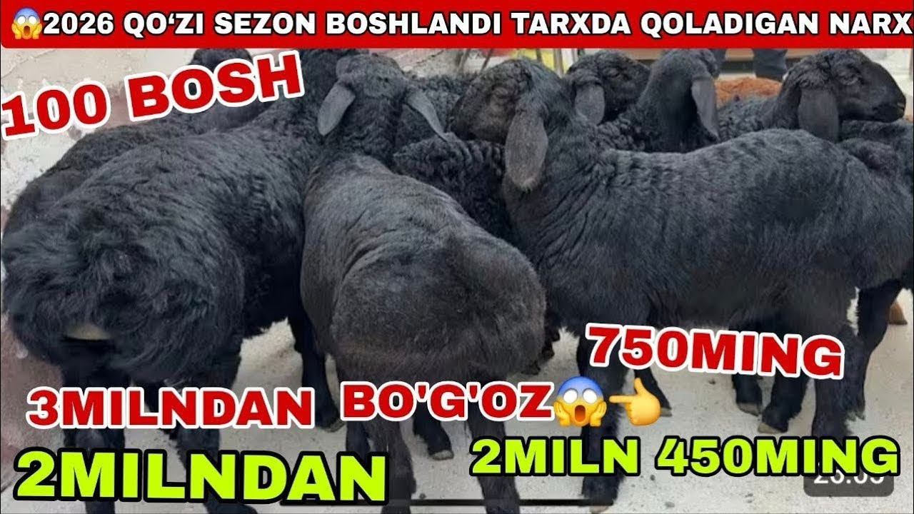 Barra qozilar arzonlab ketti shoshilamiz😱👍#arashan #rek #umidjonuz #animals #bozorolami #qoyboqish  
