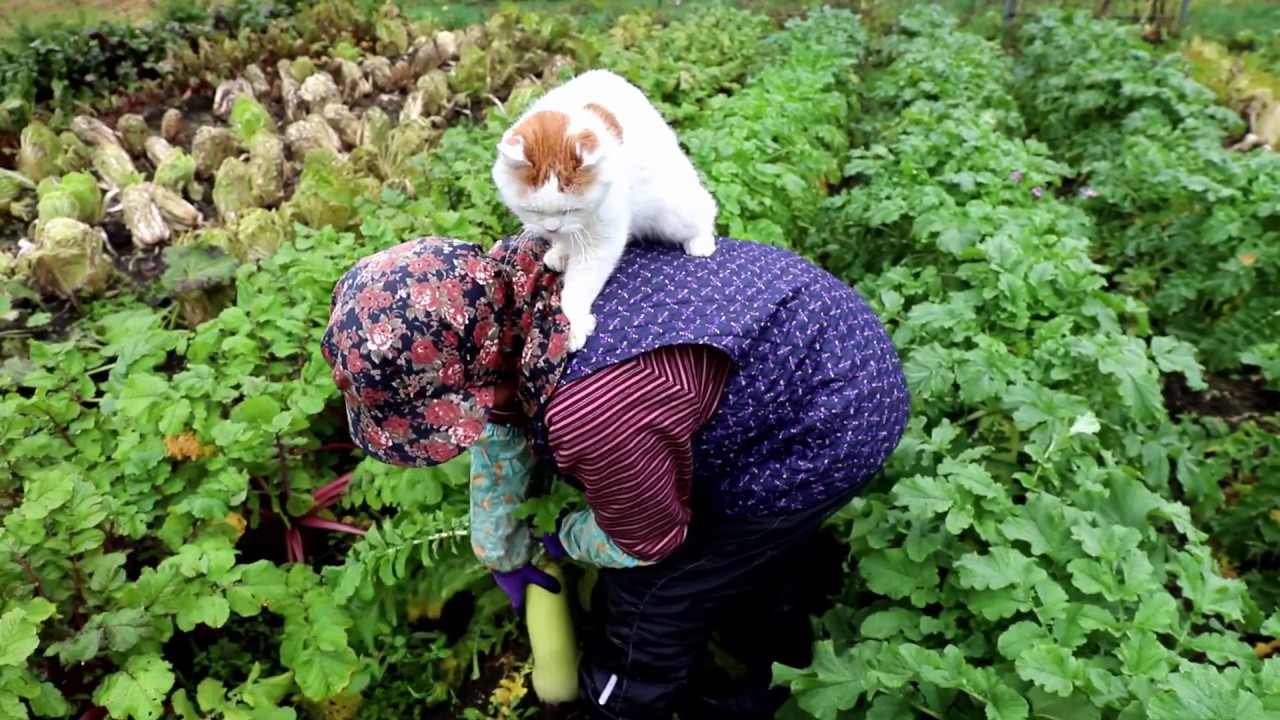 しろと干し大根づくり dried radishes with cats 191105