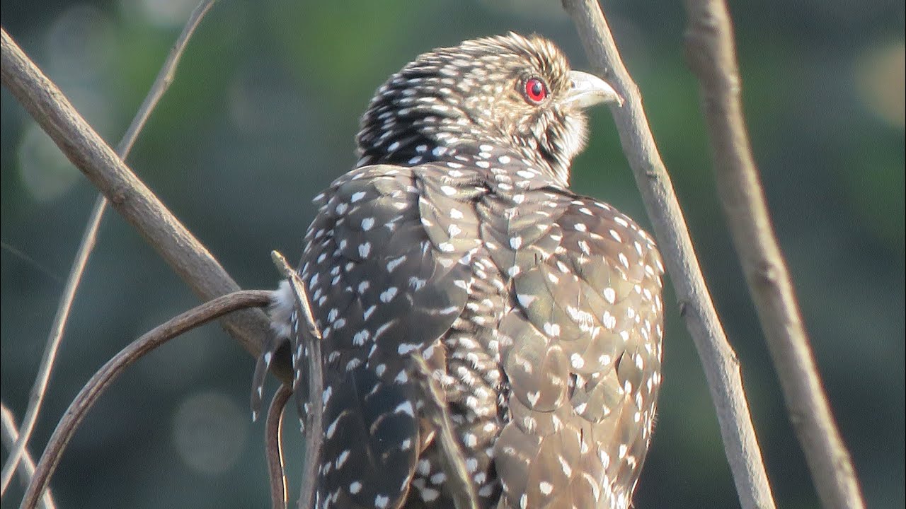 Asian koel | કોયલ #birds #wildlife #nature #wildlifephotography #youtube #youtubevideo