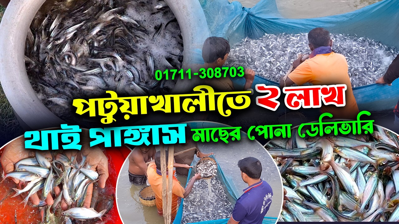 পটুয়াখালীতে ২ লাখ থাই পাঙ্গাস মাছের পোনা ডেলিভারি | মাছের পোনা বিক্রয় কেন্দ্র চাঁচড়া যশোর