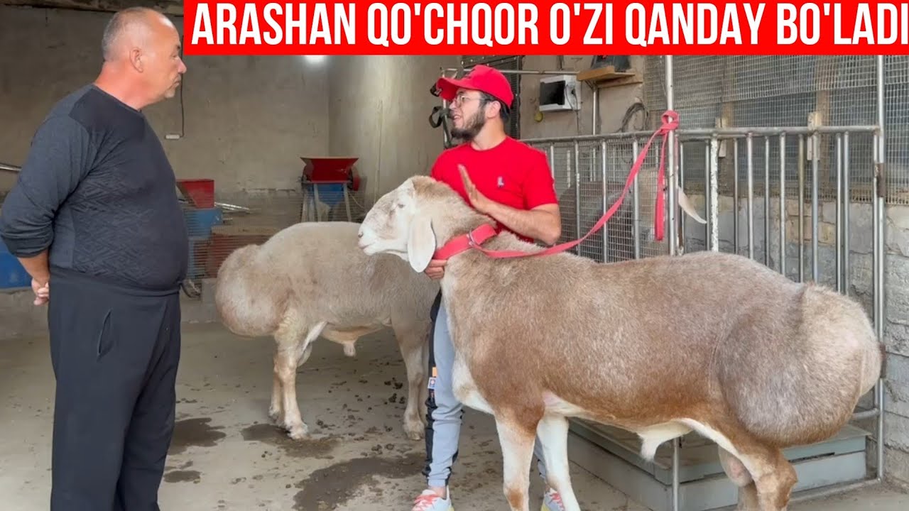 Мана ХАҚИҚИЙ АРАШАН ҚЎЙНИ ФАРҚИ ҚАНДАЙ 👉 Арашан№1👉https://youtube.com/@arashann1