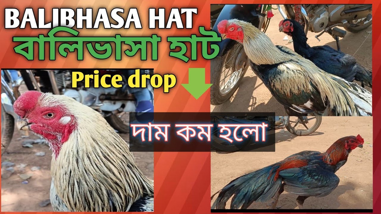 Balibhasa hat|Poradih|Kukru hat|Balrampur|feko|Jhargram|WB |Recent Aseel murga price update in India