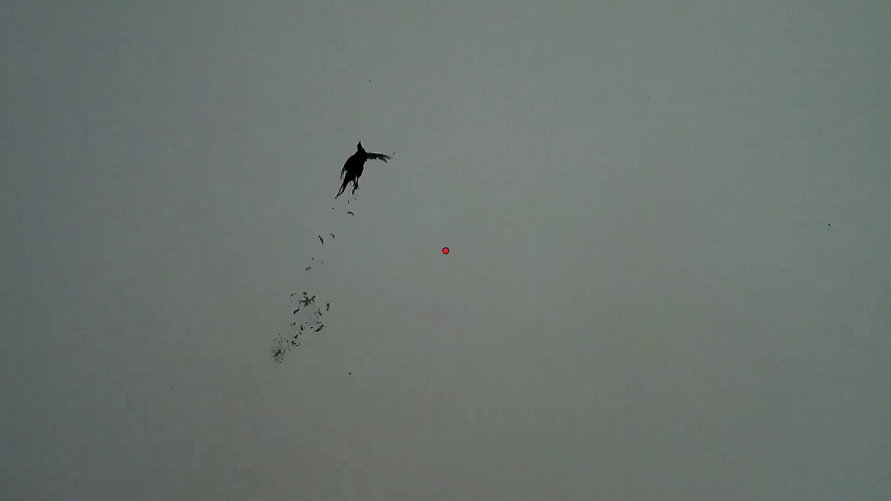 Game shooting ShotKam Partridge & Pheasant