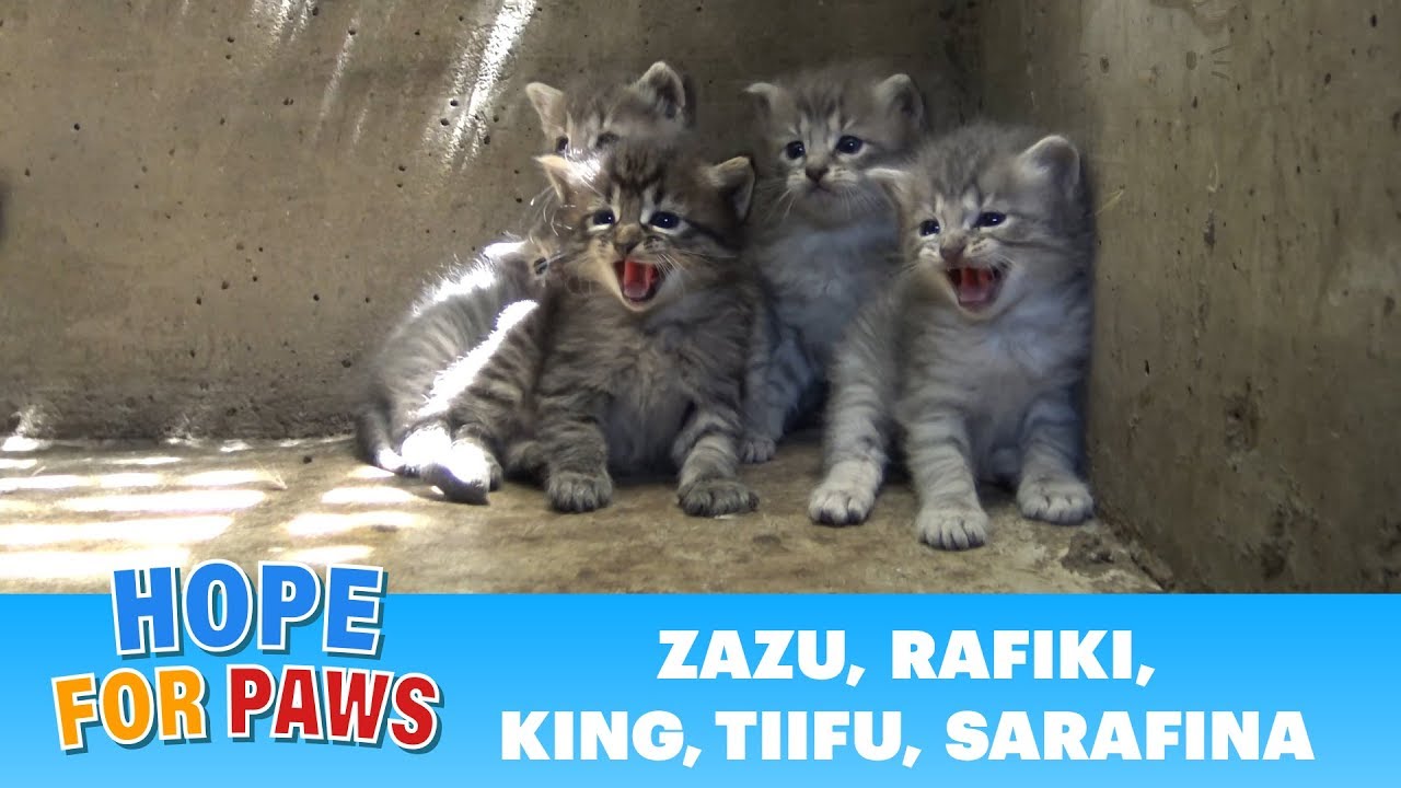 Lion kings and queens born in a storm drain - rescuer leaves screaming! 