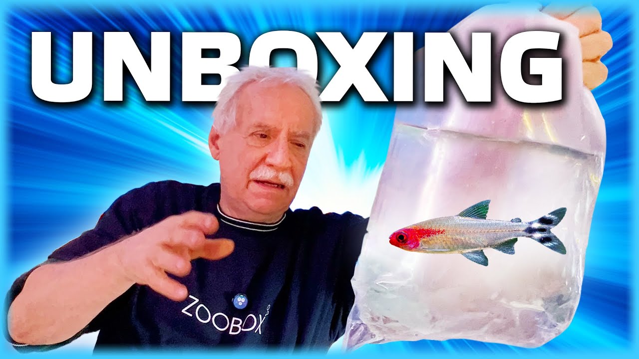 Die schönsten Fische für dein Aquarium! 🌟🐡