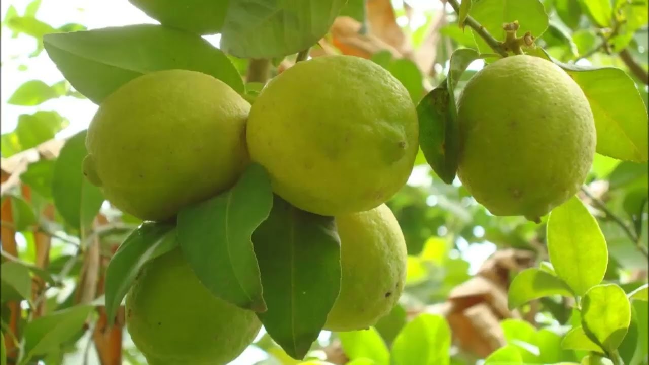 ከኦሮሚያ ክልል ከአሙሩ ወረዳ ደጎ ቀበሌ የኦሮሚያ ልዩ ሃይል በወሎ ማህበረሰብ ላይ በከፈተው ተኩስ ዙሪያ ከአይን እማኝ ጋር የተደረገ የስልክ ቃለ መጠይቅ--