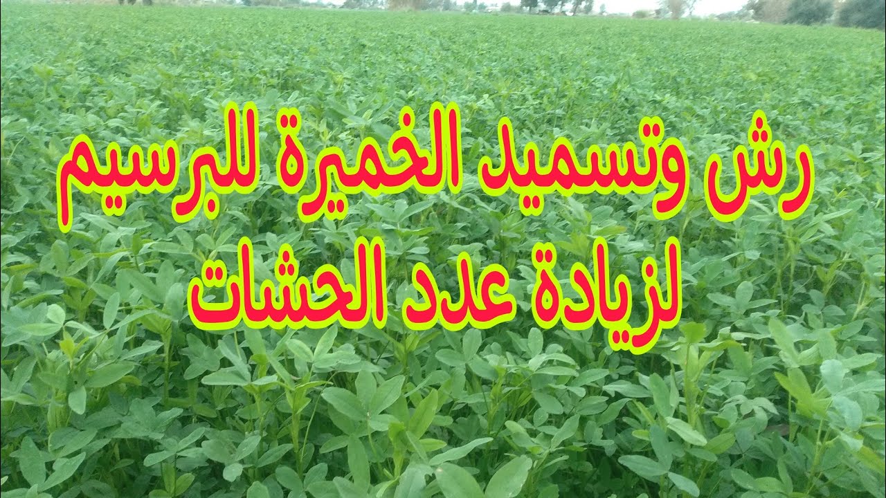 طريقة عمل الخميرة للرش والتسميد مع الري للبرسيم والمعاد المناسب لإضافة الخميرة