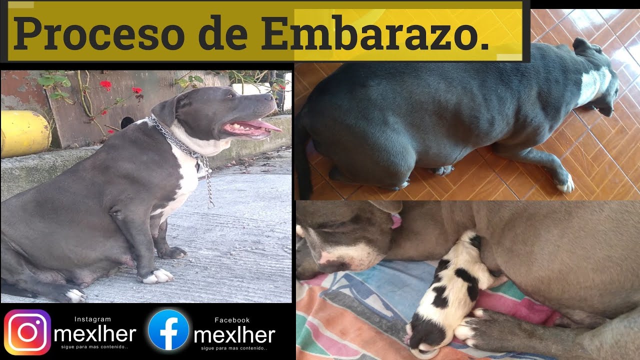 Proceso de Embarazo de Yeika - Mexlher.